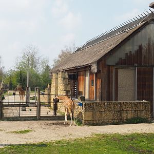 Kordofan giraffe building and paddock, 2021-04-20