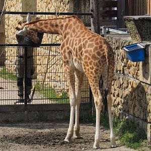 Keeper feeding Kordofan giraffe (Giraffa camelopardalis antiquorum), 2021-04-20