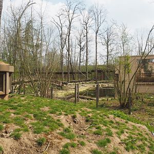 Barbary macaque exhibit, 2021-04-20