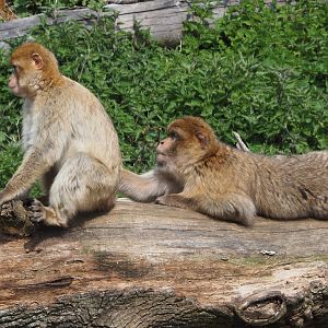 Barbary macaques (Macaca sylvanus), 2021-04-20