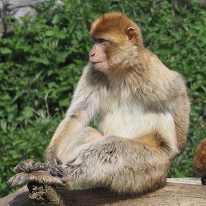Barbary macaque (Macaca sylvanus), 2021-04-20