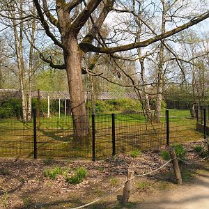 Scimitar-horned oryx paddock, 2021-04-20