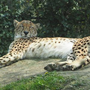 Sudan cheetah (Acinonyx jubatus soemmeringii), 2021-04-20