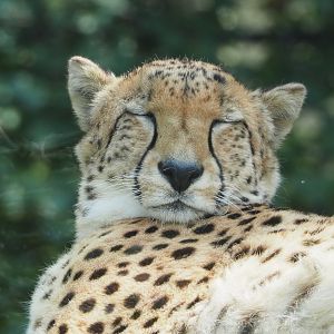 Sudan cheetah (Acinonyx jubatus soemmeringii), 2021-04-20