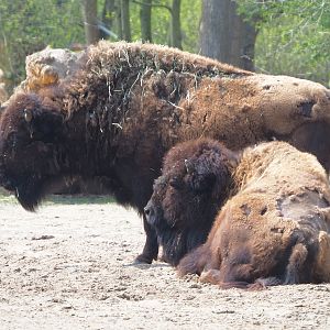 American Plains bisons (Bison bison bison), 2021-04-20