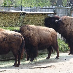 Feeding American Plains bisons (Bison bison bison), 2021-04-20
