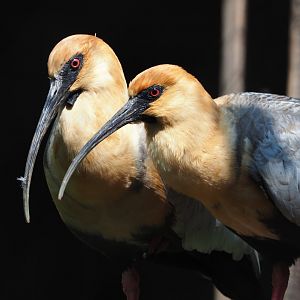 Black-faced ibises (Theristicus melanopis), 2021-04-20