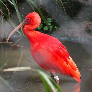 Scarlet ibis (Eudocimus ruber), 2021-04-20