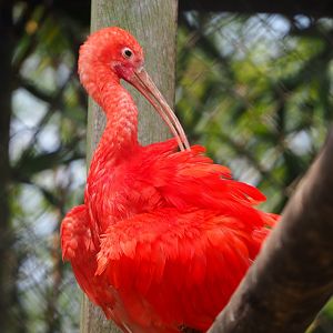 Scarlet ibis (Eudocimus ruber), 2021-04-20