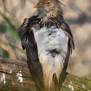 Guira cuckoo (Guira guira), 2021-04-20