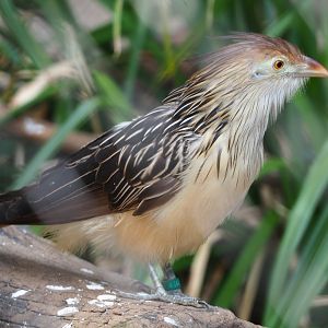 Guira cuckoo (Guira guira), 2021-04-20
