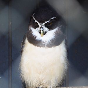 Spectacled owl (Pulsatrix perspicillata), 2021-04-20