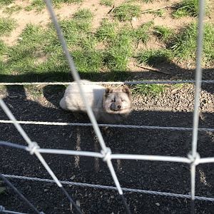 Arctic Fox