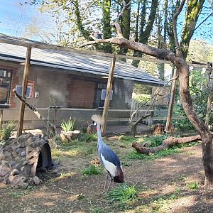 East african crowned crane with dik dik in background