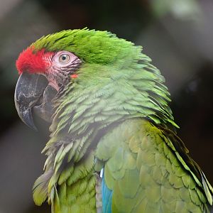 Mexican military macaw (Ara militaris mexicana), 2021-04-20