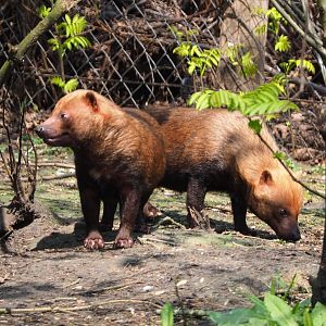 Bush dogs (Speothos venaticus), 2021-04-20