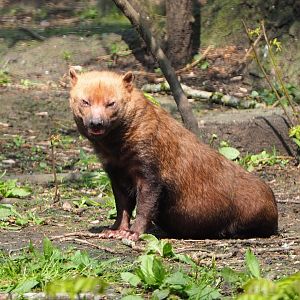 Biush dog (Speothos venaticus), 2021-04-20