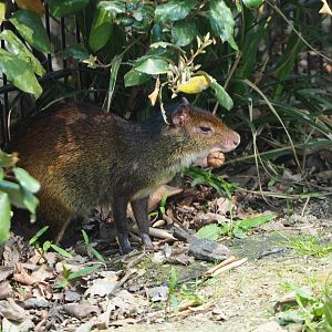 Black-rumped agouti (Dasyprocta prymnolopha), 2021-04-20