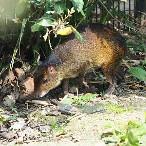 Black-rumped agouti  (Dasyprocta prymnolopha), 2021-04-20