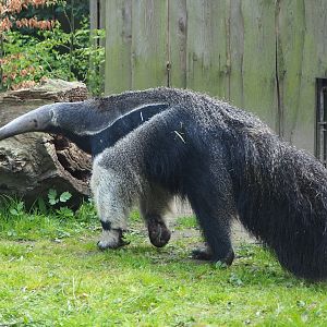 Giant anteater (Myrmecophaga tridactyla), 2021-04-20
