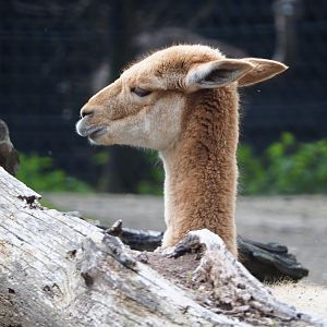 Vicuña (Vicugna vicugna), 2021-04-20