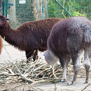 Alpacas (Vicugna pacos), 2021-04-20