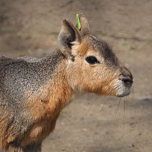 Patagonian mara (Dolichotis patagonum), 2021-04-20