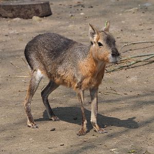 Patagonian mara (Dolichotis patagonum), 2021-04-20