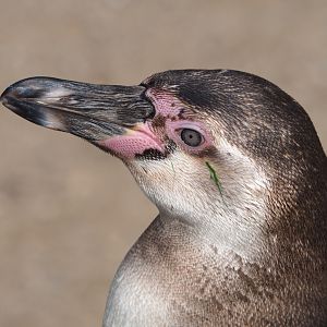 Juvenile Humboldt penguin (Spheniscus humboldti), 2021-04-20