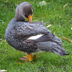 Magellanic flightless steamer duck (Tachyeres pteneres), 2021-04-20
