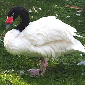 Black-necked swan (Cygnus melanocoryphus), 2021-04-20