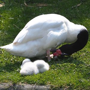 Black-necked swan with cygnets (Cygnus melanocoryphus), 2021-04-20