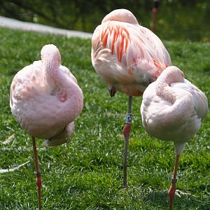 Lesser flamingos (Phoeniconaias minor) and Chilean flamingo (Phoenicopterus chilensis), 2021-04-20