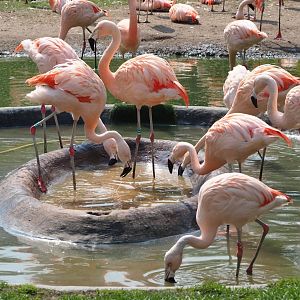 Feeding Chilean flamingos (Phoenicopterus chilensis), 2021-04-20