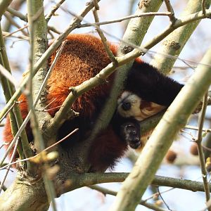Nepalese Red panda (Ailurus fulgens), 2021-04-20