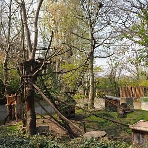 Red panda and Reeves' muntjac exhibit, 2021-04-20