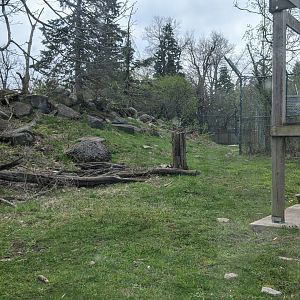 Black Bear exhibit
