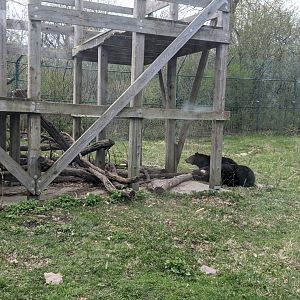 Black Bear exhibit