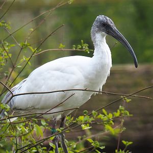 Black-headed ibis or Oriental white ibis (Threskiornis melanocephalus), 2021-04-20