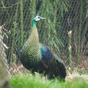Green peafowl (Pavo muticus), 2021-04-20