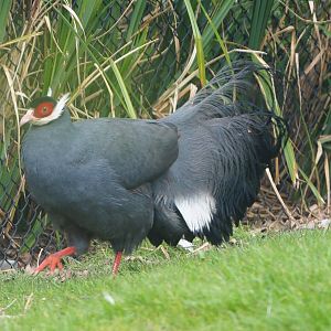 Blue eared pheasant (Crossoptilon auritum), 2021-04-20