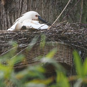 Eurasian spoon (Platalea leucorodia) on nest, 2021-04-20