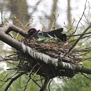 Glossy ibis nest, 2021-04-20