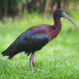 Glossy ibis (Plegadis falcinellus), 2021-04-20