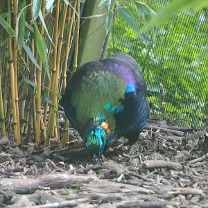 Himalayan monal pheasant (Lophophorus impejanus), 2021-04-20
