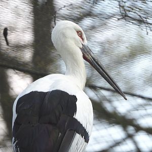 Oriental white stork (Ciconia boyciana), 2021-04-20