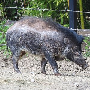 Negros Visayan warty pig (Sus cebifrons negrinus), 2021-04-20