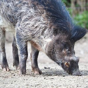 Negros Visayan warty pig (Sus cebifrons negrinus), 2021-04-20