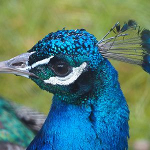 Blue peafowl (Pavo cristatus), 2021-04-20