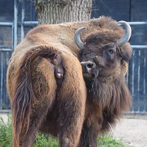 Wisent (Bison bonasus), 2021-04-20